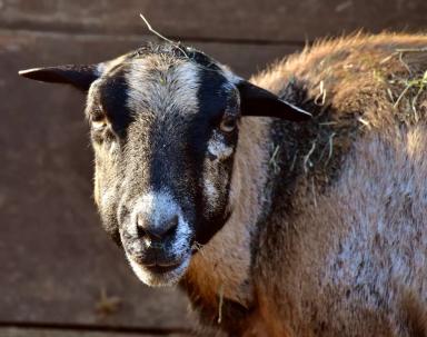 Камерунская порода овец