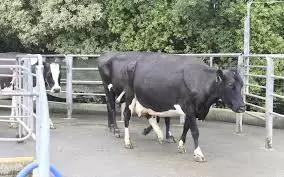 Вопросы из чатов: как помочь корове с хромотой?