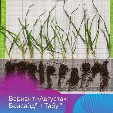 Зарегистрирован новый фунгицидный протравитель Байсайд®!