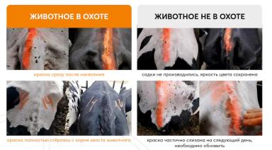 Как понять, что корова в охоте. Краска стерлась или просто слизана?