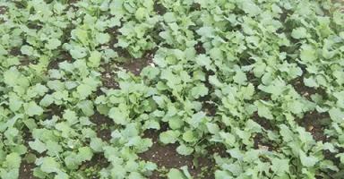 СИ Харнас (SY HARNAS)