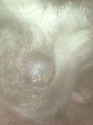 Вопросы из чатов: почему у козы появляются "шишки"?