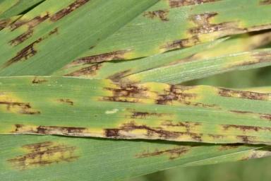 Сетчатая пятнистость ячменя