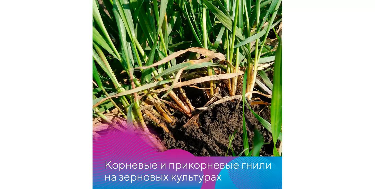 Меры борьбы с корневыми и прикорневыми гнилями на зерновых