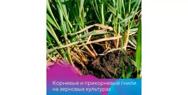 Меры борьбы с корневыми и прикорневыми гнилями на зерновых
