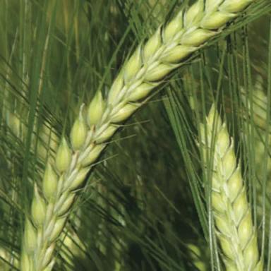 КВС Орфелия