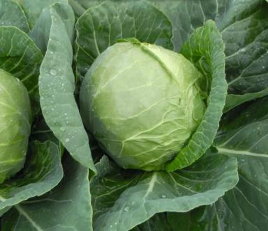 Катарина F1 (KATARINA)