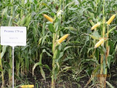 Родник 179 СВ - гибрид кукурузы ( Zea mays L.).