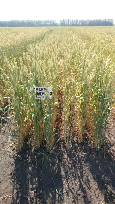 Омская юбилейная сорт мягкой яровой пшеницы