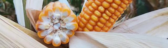 ЕС Паролли - гибрид кукурузы ( Zea mays L.).