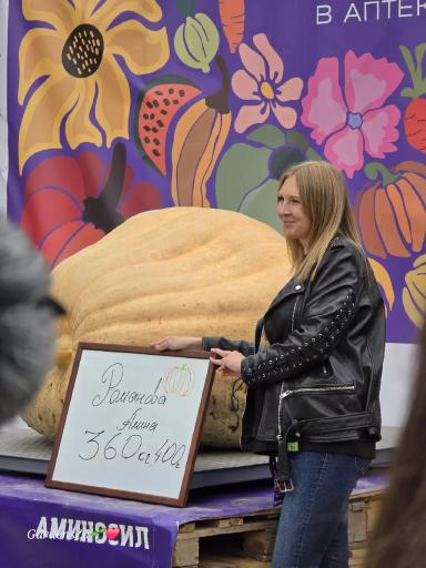 Судьба гигантской тыквы