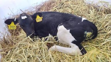 Диарея телят