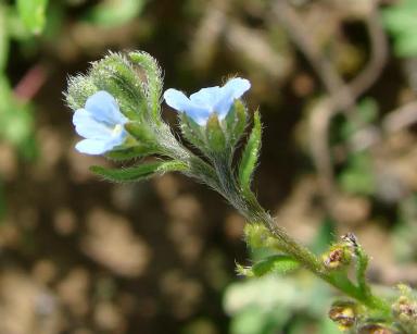Липучка обыкновенная (оттопыреная, ежевидная)