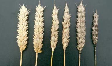 Сажистая плесень зерновых колосовых культур