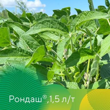 Фунгицидный протравитель Рондаш®: защита сои