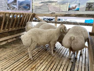 Андийская порода овец