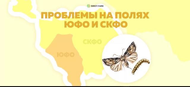 Угроза: Озимая совка