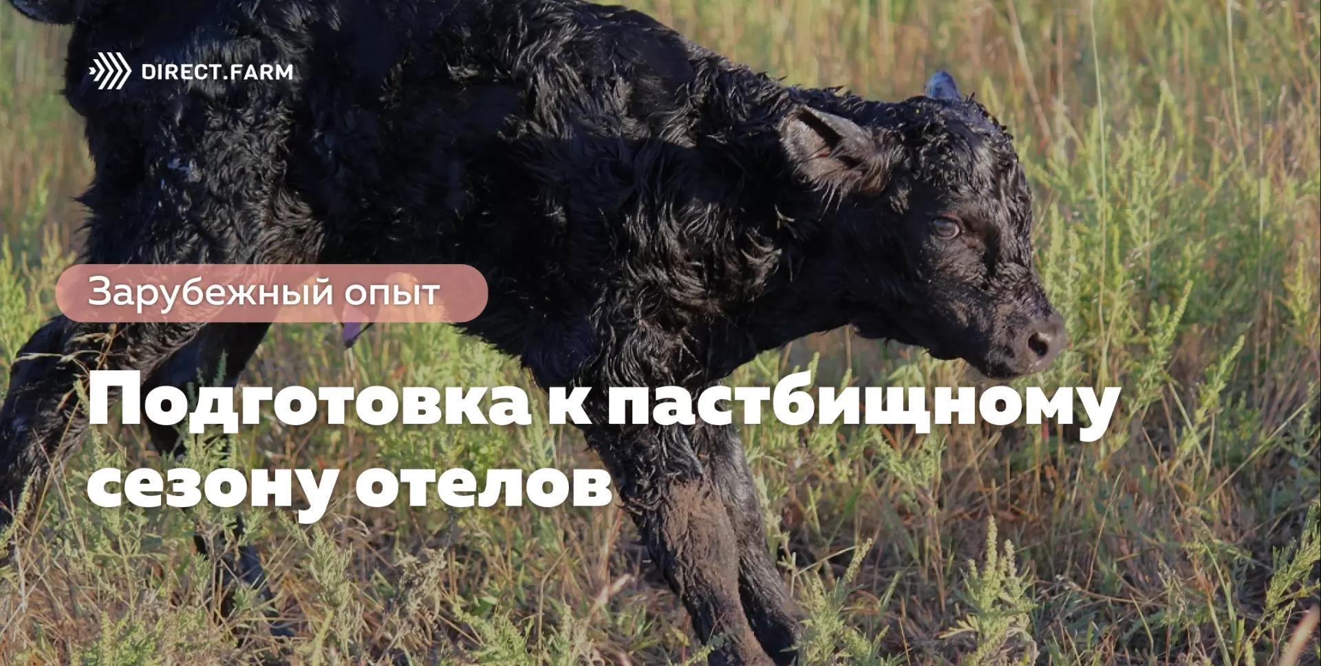 Подготовка к пастбищному сезону отелов