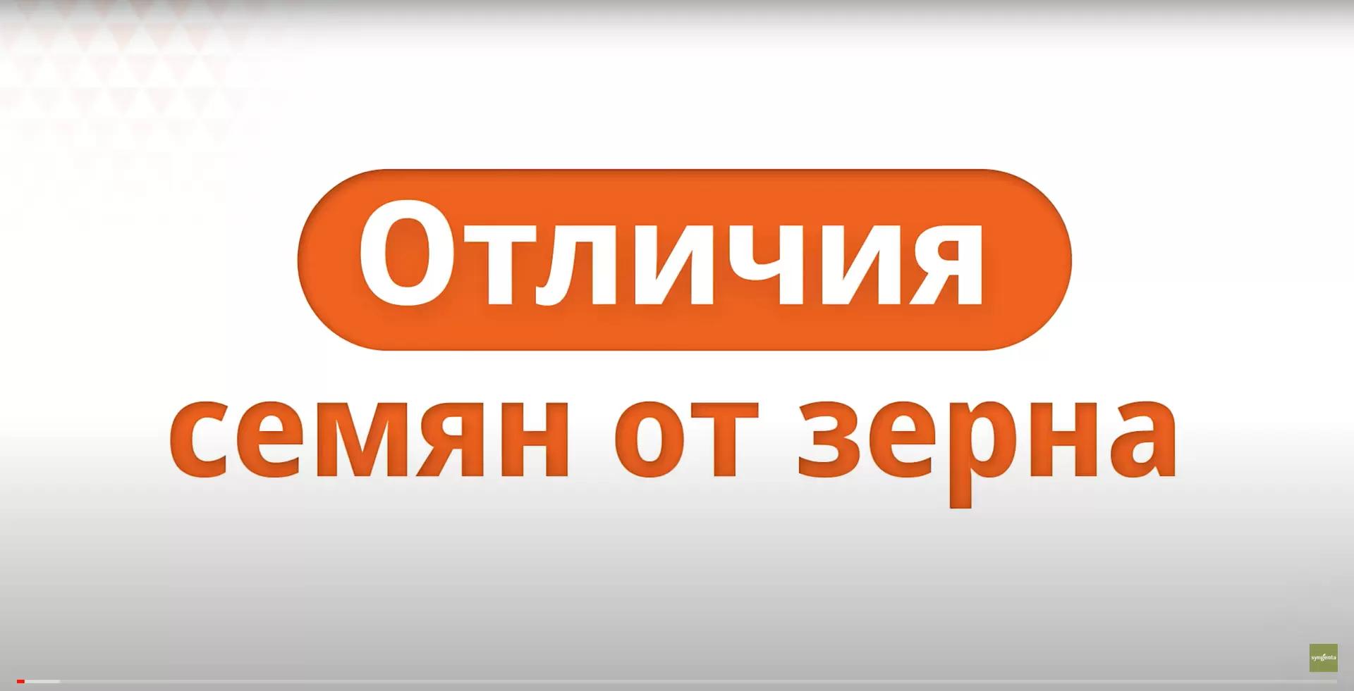 Отличия семян от зерна