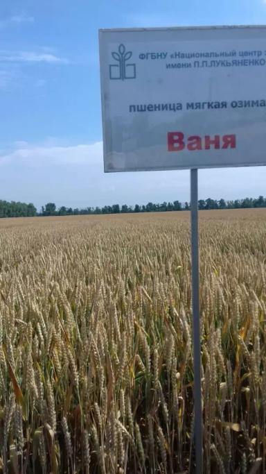 Ваня сорт мягкой озимой пшеницы