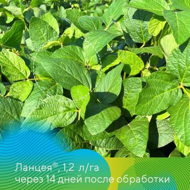 Как работает Ланцея® на сое?