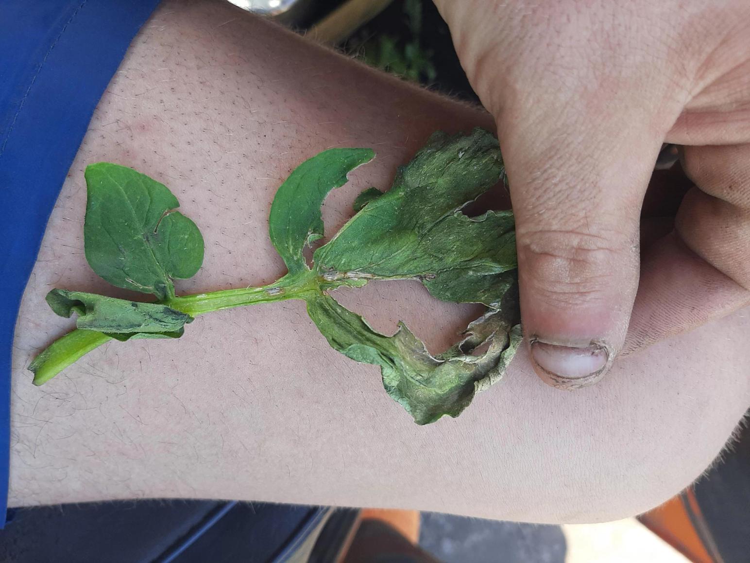 что с картофелем ?не пойму