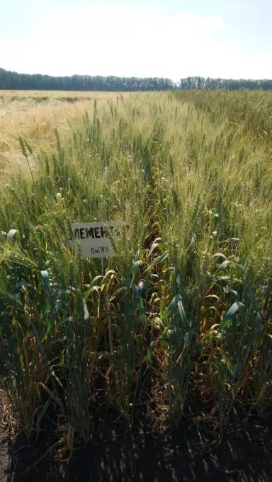 Элемент 22 сорт мягкой яровой пшеницы