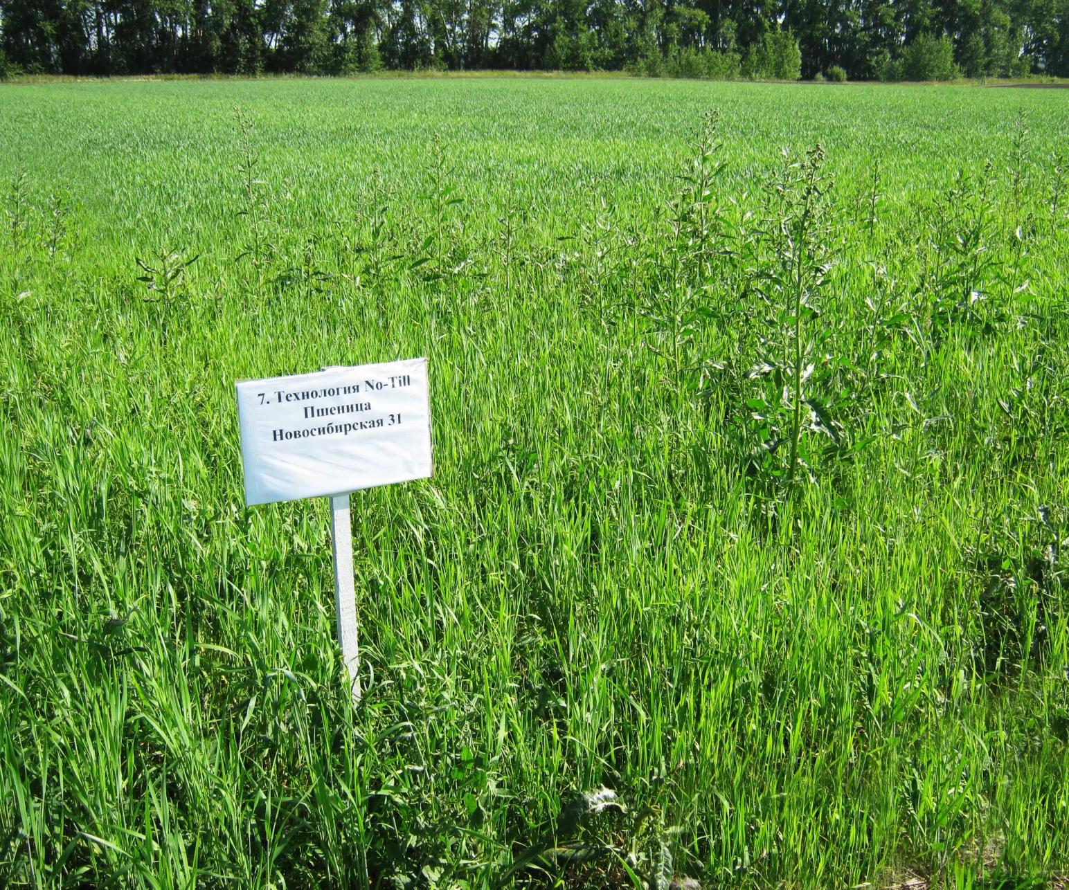 Эксперимент. Технология No-till в Западной Сибири.