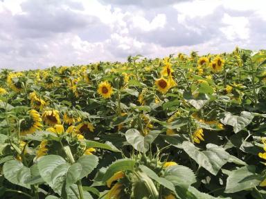 ЛС Мажистраль (LS MAGISTRAL)