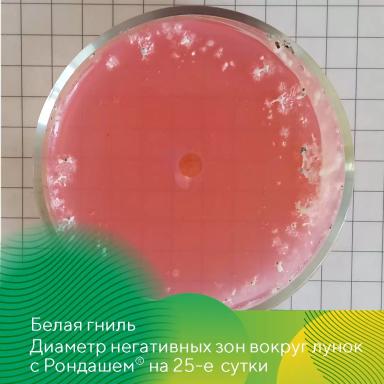 Фунгицидный протравитель Рондаш®: защита сои