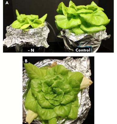 Признаки дефицита элементов питания у салата на гидропонике