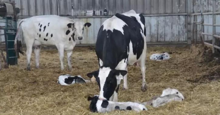 Выпадение матки: меры неотложной помощи