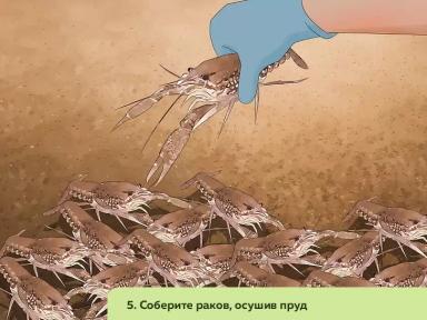 Как организовать ферму по разведению пресноводных раков. Часть 3