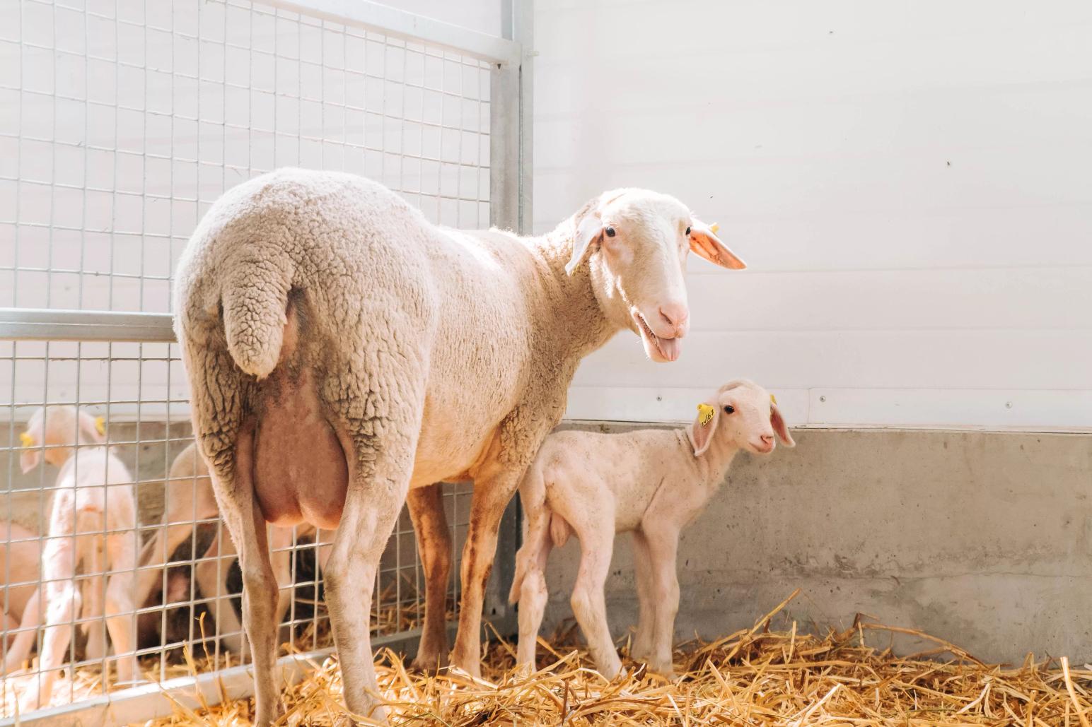 #Лакон чистая линия