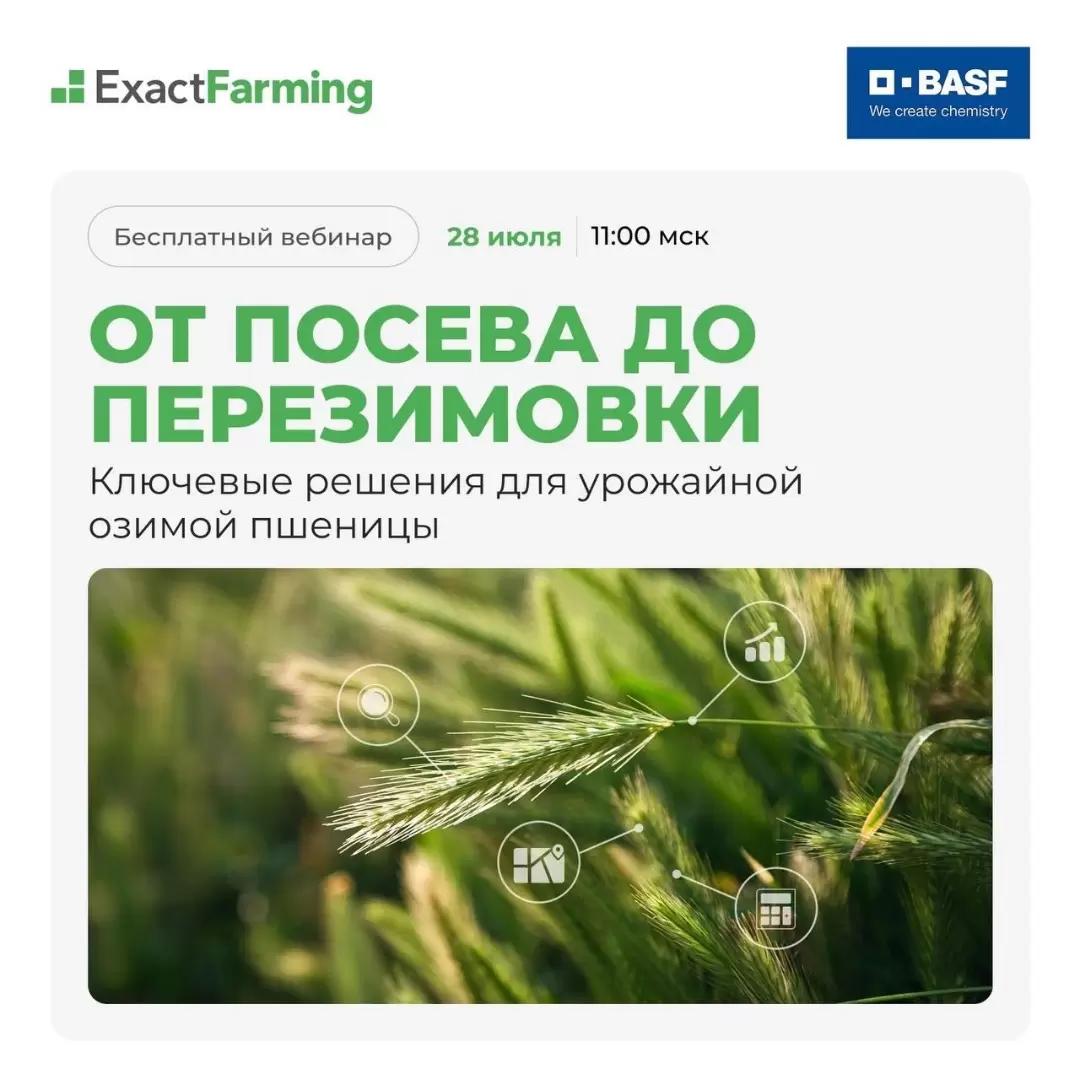 От посева до перезимовки: цифровые решения для урожайной озимой пшеницы