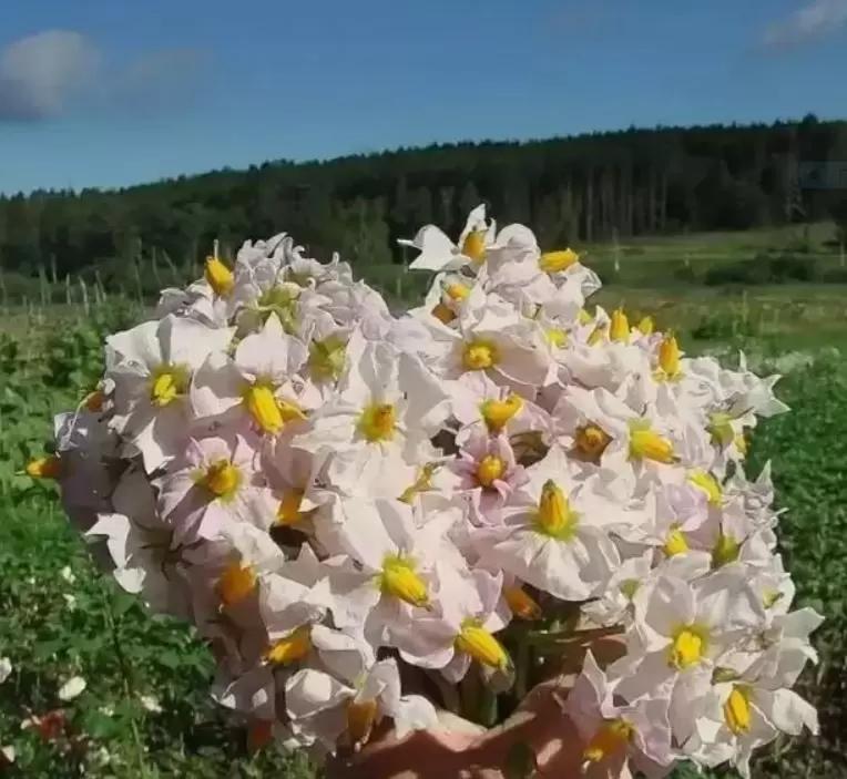 Букет из картофеля или Странные аграрные дела