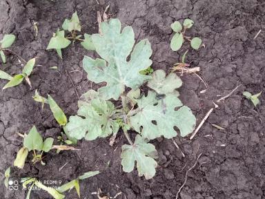 Разбор полетов 2023. Бахча