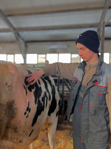 Что такое смещение сычуга у крупного рогатого скота? 🤨🤔