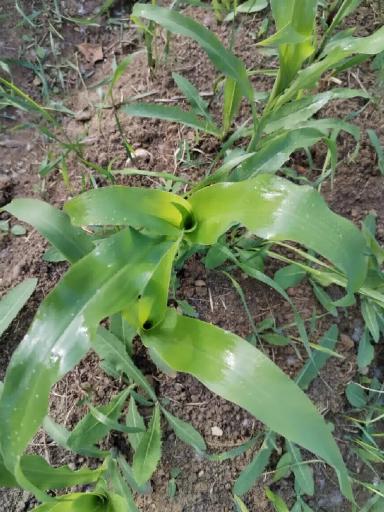 Влияние ряда стимуляторов на пшеницу кукурузу и рапс. Продолжение.