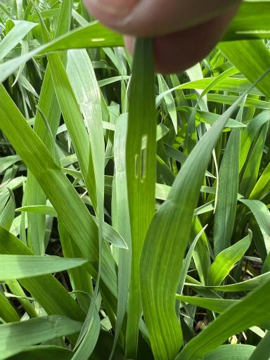 Озимая пшеница, вредитель