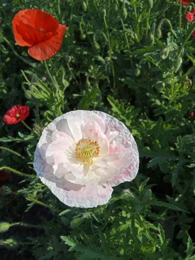 Красота декоративных маков