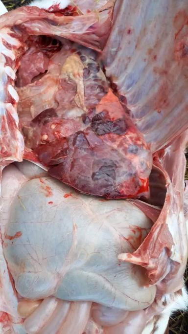 Вопросы из чатов: можно ли установить причину падежа теленка?