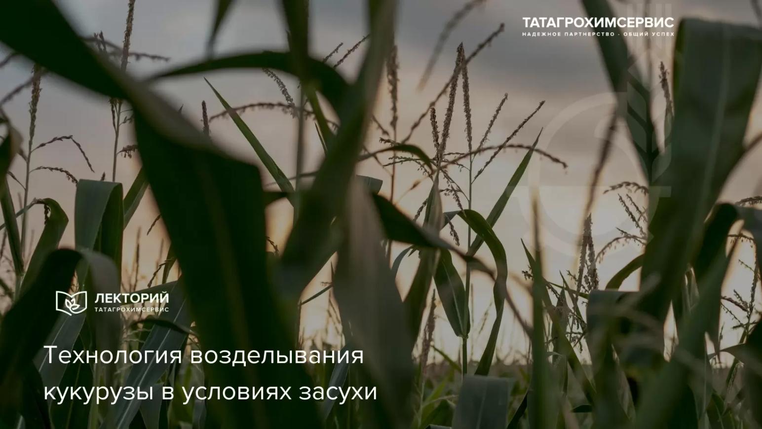 🌱 Засуха под контролем
