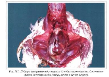 Вегад - Атлас болезней птицы. Ч. 23. Подагра