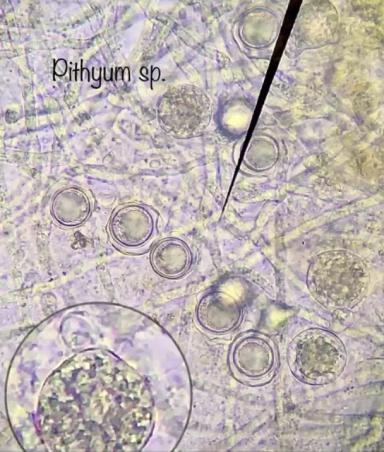Питиозная корневая гниль