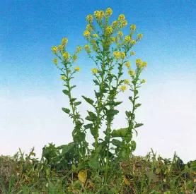 Сурепка обыкновенная