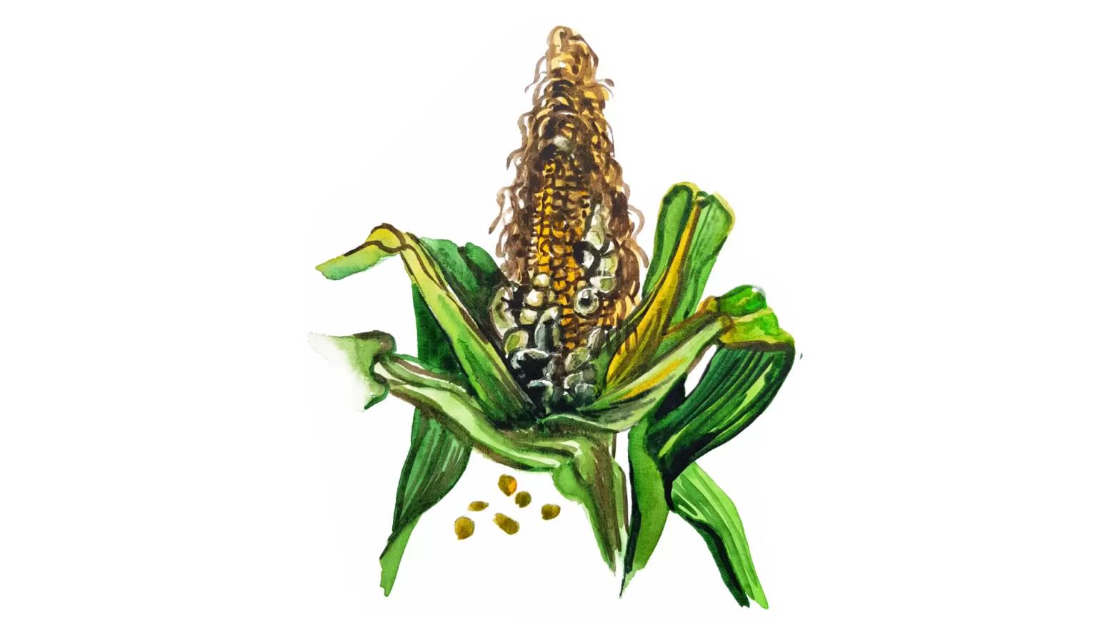 Пузырчатая головня кукурузы