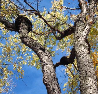 Черная узловатость косточковых культур