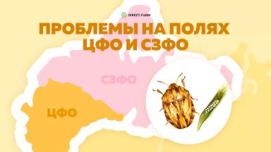 Угроза: клоп вредная черепашка