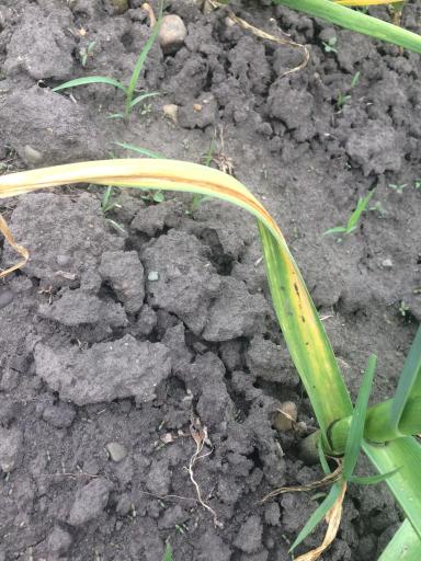 Агромониторинг 